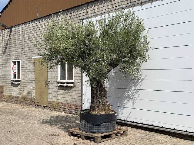 Olijfboom bonsai vertakt xl - olea europaea - ca. 150 jaar oud - hoogte ca. 280 cm - afbeelding 2 van  5