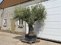 Olijfboom bonsai vertakt xl - olea europaea - ca. 150 jaar oud - hoogte ca. 280 cm - afbeelding 2 van  5