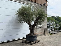Olijfboom bonsai vertakt xl - olea europaea - ca. 150 jaar oud - hoogte ca. 280 cm - afbeelding 3 van  5
