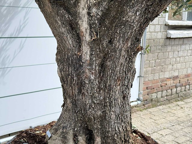 Olijfboom bonsai vertakt xl - olea europaea - ca. 150 jaar oud - hoogte ca. 280 cm - afbeelding 4 van  5