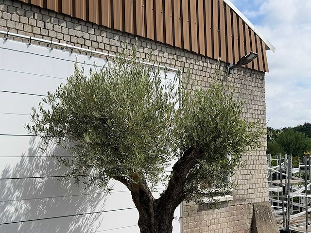 Olijfboom bonsai vertakt xl - olea europaea - ca. 150 jaar oud - hoogte ca. 280 cm - afbeelding 5 van  5
