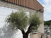 Olijfboom bonsai vertakt xl - olea europaea - ca. 150 jaar oud - hoogte ca. 280 cm - afbeelding 5 van  5