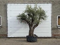 Olijfboom bonsai vertakt xl - olea europaea - ca. 150 jaar oud - hoogte ca. 280 cm