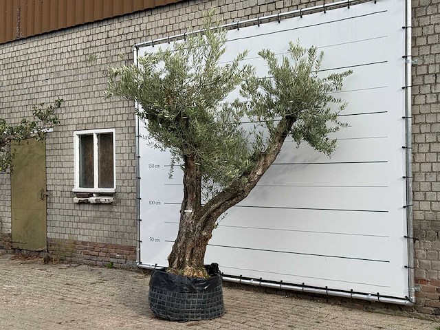 Olijfboom bonsai vertakt xl - olea europaea - ca. 150 jaar oud - hoogte ca. 280 cm - afbeelding 2 van  5