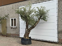 Olijfboom bonsai vertakt xl - olea europaea - ca. 150 jaar oud - hoogte ca. 280 cm - afbeelding 2 van  5