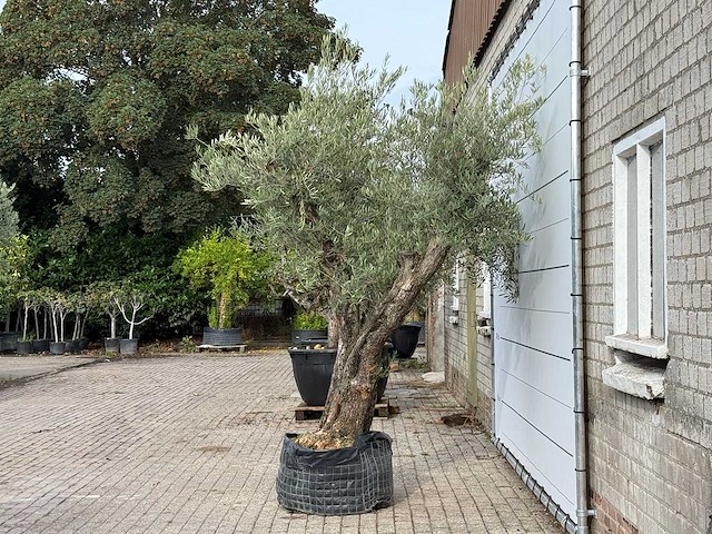 Olijfboom bonsai vertakt xl - olea europaea - ca. 150 jaar oud - hoogte ca. 280 cm - afbeelding 3 van  5