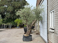 Olijfboom bonsai vertakt xl - olea europaea - ca. 150 jaar oud - hoogte ca. 280 cm - afbeelding 3 van  5