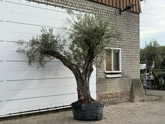 Olijfboom bonsai vertakt xl - olea europaea - ca. 150 jaar oud - hoogte ca. 280 cm - afbeelding 4 van  5