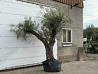 Olijfboom bonsai vertakt xl - olea europaea - ca. 150 jaar oud - hoogte ca. 280 cm - afbeelding 4 van  5
