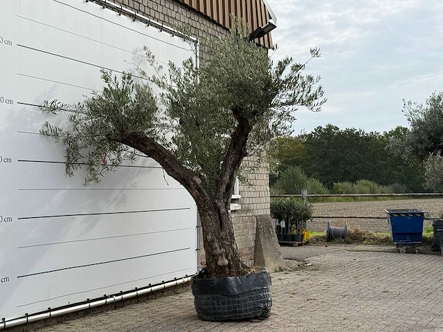 Olijfboom bonsai vertakt xl - olea europaea - ca. 150 jaar oud - hoogte ca. 280 cm - afbeelding 5 van  5