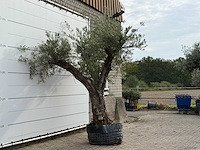 Olijfboom bonsai vertakt xl - olea europaea - ca. 150 jaar oud - hoogte ca. 280 cm - afbeelding 5 van  5