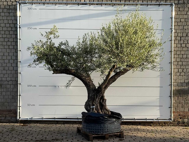 Olijfboom bonsai vertakt xl - olea europaea - ca. 150 jaar oud - hoogte ca. 280 cm - afbeelding 1 van  7