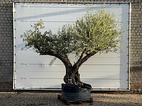Olijfboom bonsai vertakt xl - olea europaea - ca. 150 jaar oud - hoogte ca. 280 cm