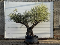 Olijfboom bonsai vertakt xl - olea europaea - ca. 150 jaar oud - hoogte ca. 280 cm - afbeelding 2 van  7