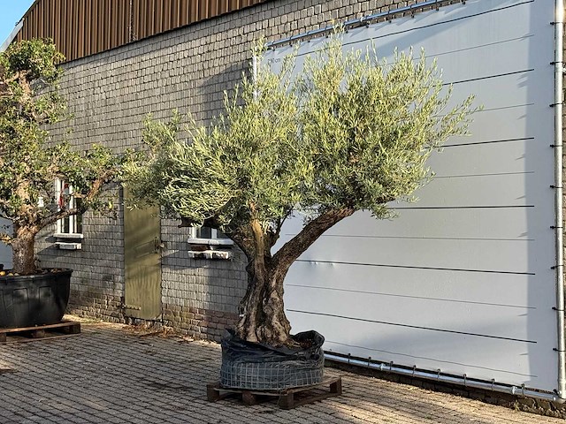 Olijfboom bonsai vertakt xl - olea europaea - ca. 150 jaar oud - hoogte ca. 280 cm - afbeelding 3 van  7
