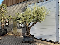 Olijfboom bonsai vertakt xl - olea europaea - ca. 150 jaar oud - hoogte ca. 280 cm - afbeelding 3 van  7