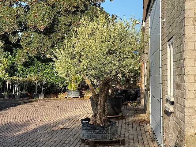 Olijfboom bonsai vertakt xl - olea europaea - ca. 150 jaar oud - hoogte ca. 280 cm - afbeelding 4 van  7