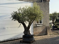 Olijfboom bonsai vertakt xl - olea europaea - ca. 150 jaar oud - hoogte ca. 280 cm - afbeelding 5 van  7