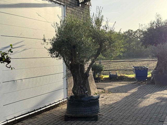 Olijfboom bonsai vertakt xl - olea europaea - ca. 150 jaar oud - hoogte ca. 280 cm - afbeelding 6 van  7