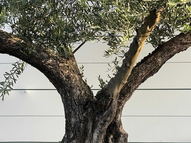 Olijfboom bonsai vertakt xl - olea europaea - ca. 150 jaar oud - hoogte ca. 280 cm - afbeelding 7 van  7