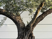 Olijfboom bonsai vertakt xl - olea europaea - ca. 150 jaar oud - hoogte ca. 280 cm - afbeelding 7 van  7