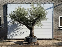 Olijfboom bonsai vertakt xl - olea europaea - ca. 150 jaar oud - hoogte ca. 280 cm