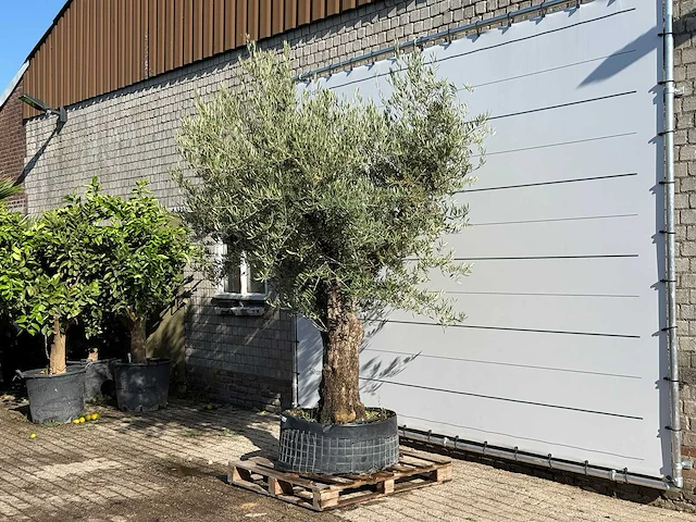 Olijfboom bonsai vertakt xl - olea europaea - ca. 150 jaar oud - hoogte ca. 280 cm - afbeelding 2 van  5