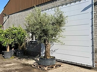 Olijfboom bonsai vertakt xl - olea europaea - ca. 150 jaar oud - hoogte ca. 280 cm - afbeelding 2 van  5