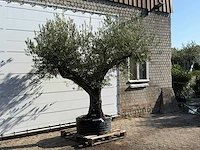 Olijfboom bonsai vertakt xl - olea europaea - ca. 150 jaar oud - hoogte ca. 280 cm - afbeelding 3 van  5