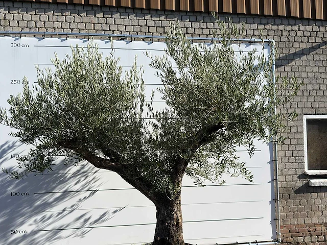 Olijfboom bonsai vertakt xl - olea europaea - ca. 150 jaar oud - hoogte ca. 280 cm - afbeelding 4 van  5