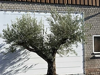 Olijfboom bonsai vertakt xl - olea europaea - ca. 150 jaar oud - hoogte ca. 280 cm - afbeelding 4 van  5