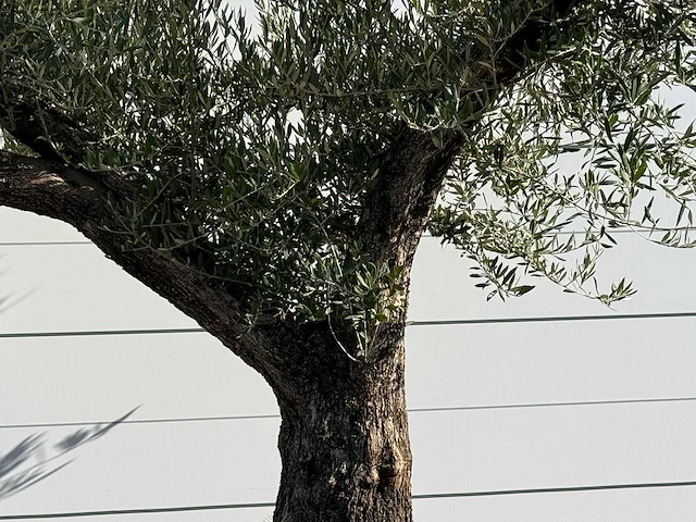 Olijfboom bonsai vertakt xl - olea europaea - ca. 150 jaar oud - hoogte ca. 280 cm - afbeelding 5 van  5