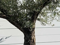 Olijfboom bonsai vertakt xl - olea europaea - ca. 150 jaar oud - hoogte ca. 280 cm - afbeelding 5 van  5