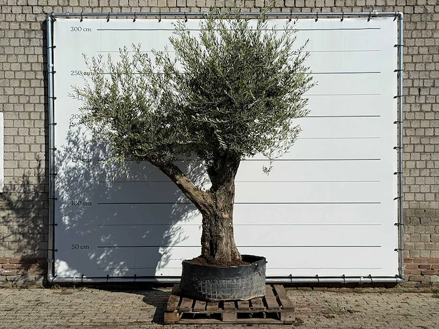Olijfboom bonsai vertakt xl - olea europaea - ca. 150 jaar oud - hoogte ca. 280 cm - afbeelding 1 van  3