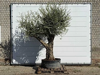 Olijfboom bonsai vertakt xl - olea europaea - ca. 150 jaar oud - hoogte ca. 280 cm