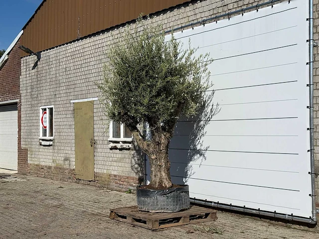 Olijfboom bonsai vertakt xl - olea europaea - ca. 150 jaar oud - hoogte ca. 280 cm - afbeelding 2 van  3