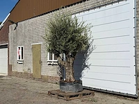 Olijfboom bonsai vertakt xl - olea europaea - ca. 150 jaar oud - hoogte ca. 280 cm - afbeelding 2 van  3