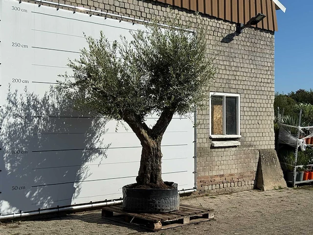 Olijfboom bonsai vertakt xl - olea europaea - ca. 150 jaar oud - hoogte ca. 280 cm - afbeelding 3 van  3