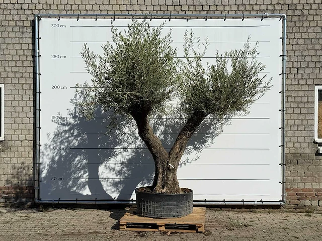 Olijfboom bonsai vertakt xl - olea europaea - ca. 150 jaar oud - hoogte ca. 280 cm - afbeelding 1 van  3