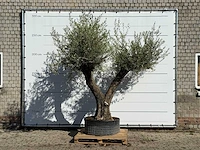 Olijfboom bonsai vertakt xl - olea europaea - ca. 150 jaar oud - hoogte ca. 280 cm