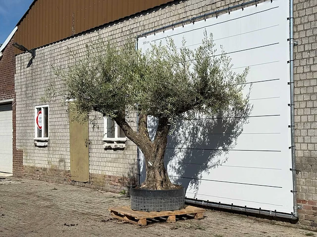 Olijfboom bonsai vertakt xl - olea europaea - ca. 150 jaar oud - hoogte ca. 280 cm - afbeelding 2 van  3