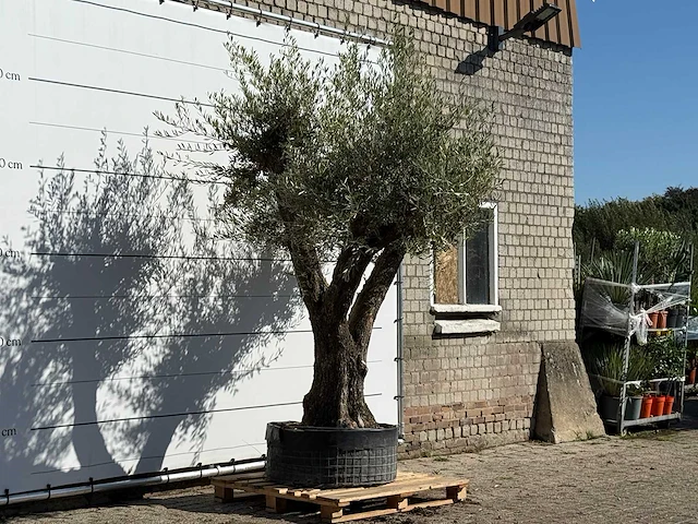 Olijfboom bonsai vertakt xl - olea europaea - ca. 150 jaar oud - hoogte ca. 280 cm - afbeelding 3 van  3