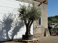 Olijfboom bonsai vertakt xl - olea europaea - ca. 150 jaar oud - hoogte ca. 280 cm - afbeelding 3 van  3