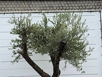 Olijfboom bonsai vertakt xl - olea europaea - ca. 150 jaar oud - hoogte ca. 280 cm - afbeelding 3 van  12