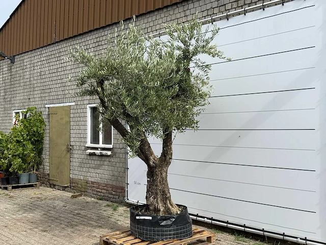 Olijfboom bonsai vertakt xl - olea europaea - ca. 150 jaar oud - hoogte ca. 280 cm - afbeelding 9 van  12