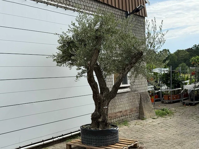 Olijfboom bonsai vertakt xl - olea europaea - ca. 150 jaar oud - hoogte ca. 280 cm - afbeelding 10 van  12