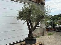 Olijfboom bonsai vertakt xl - olea europaea - ca. 150 jaar oud - hoogte ca. 280 cm - afbeelding 11 van  12