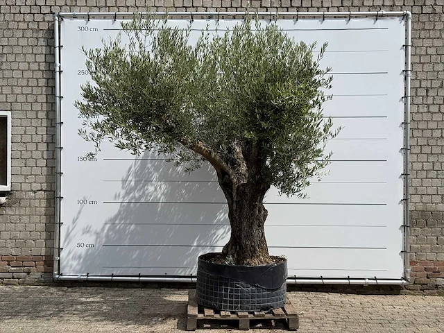 Olijfboom bonsai vertakt xl - olea europaea - ca. 150 jaar oud - hoogte ca. 280 cm - afbeelding 1 van  5