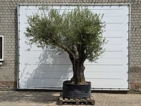 Olijfboom bonsai vertakt xl - olea europaea - ca. 150 jaar oud - hoogte ca. 280 cm