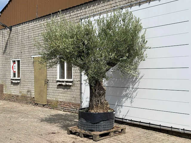 Olijfboom bonsai vertakt xl - olea europaea - ca. 150 jaar oud - hoogte ca. 280 cm - afbeelding 2 van  5